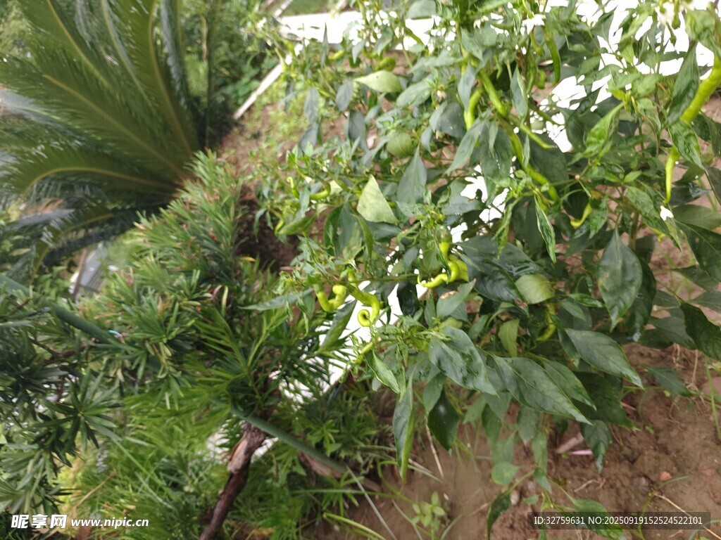 绿叶繁茂的植物景观