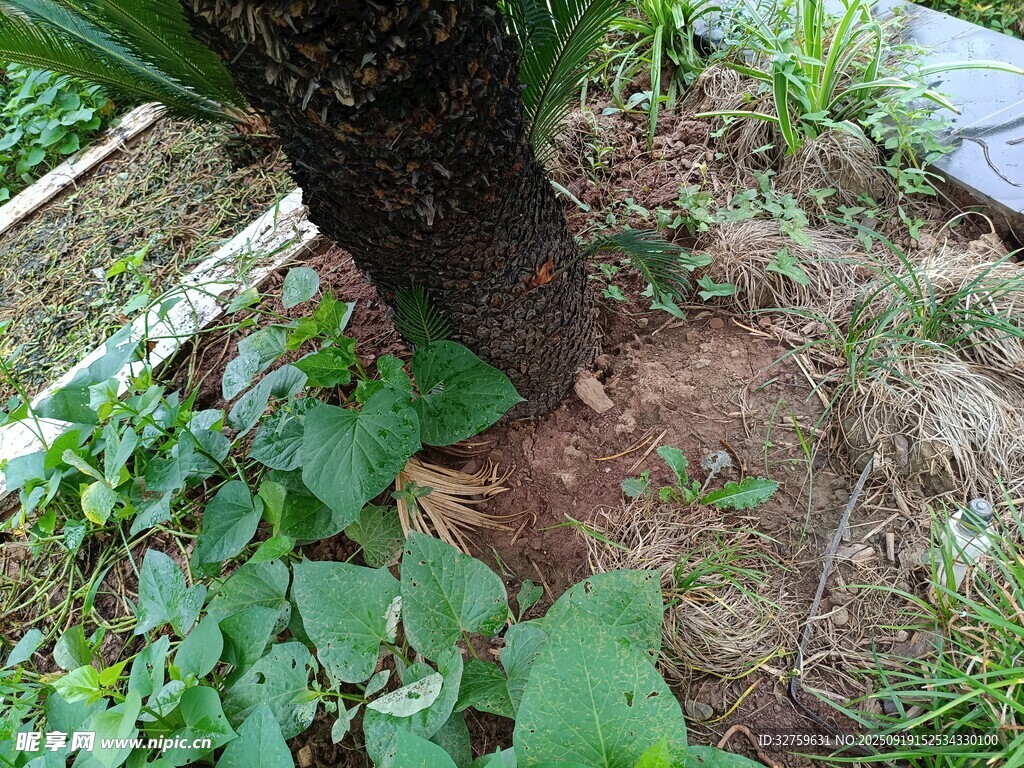 树下绿植景观
