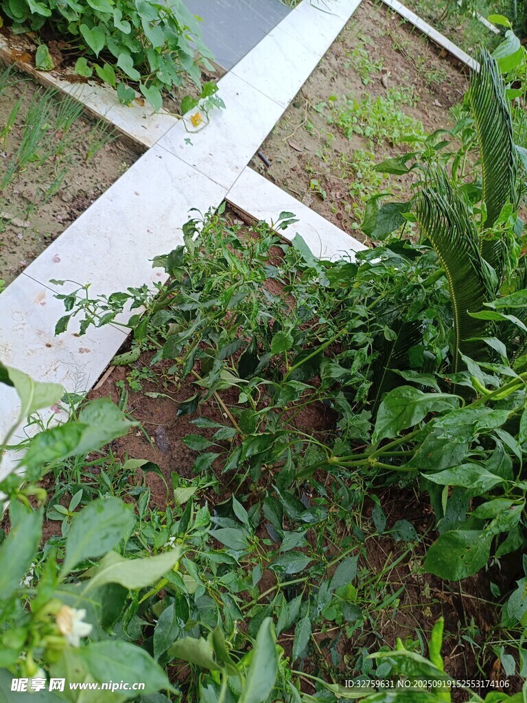 花园小径旁的繁茂绿植