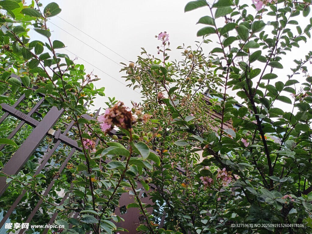 繁茂绿植中的缤纷花朵