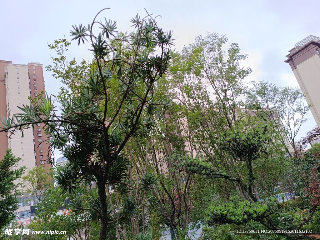城市中繁茂的绿树景观