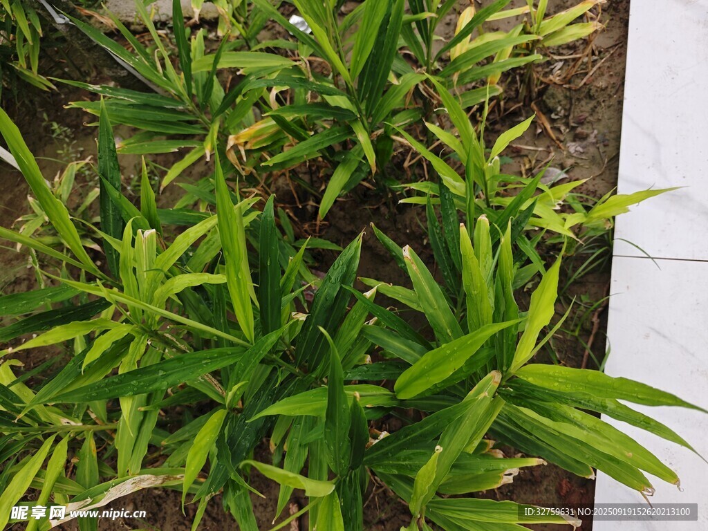 翠绿丛生的阔叶植物