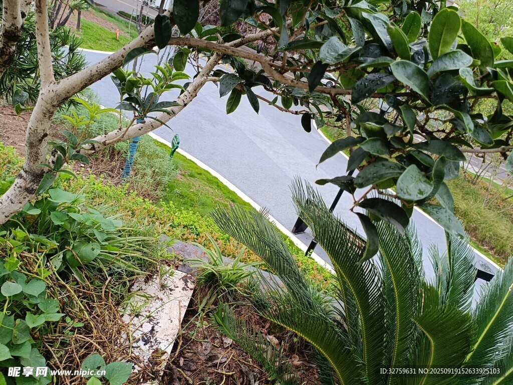 路边绿植景观