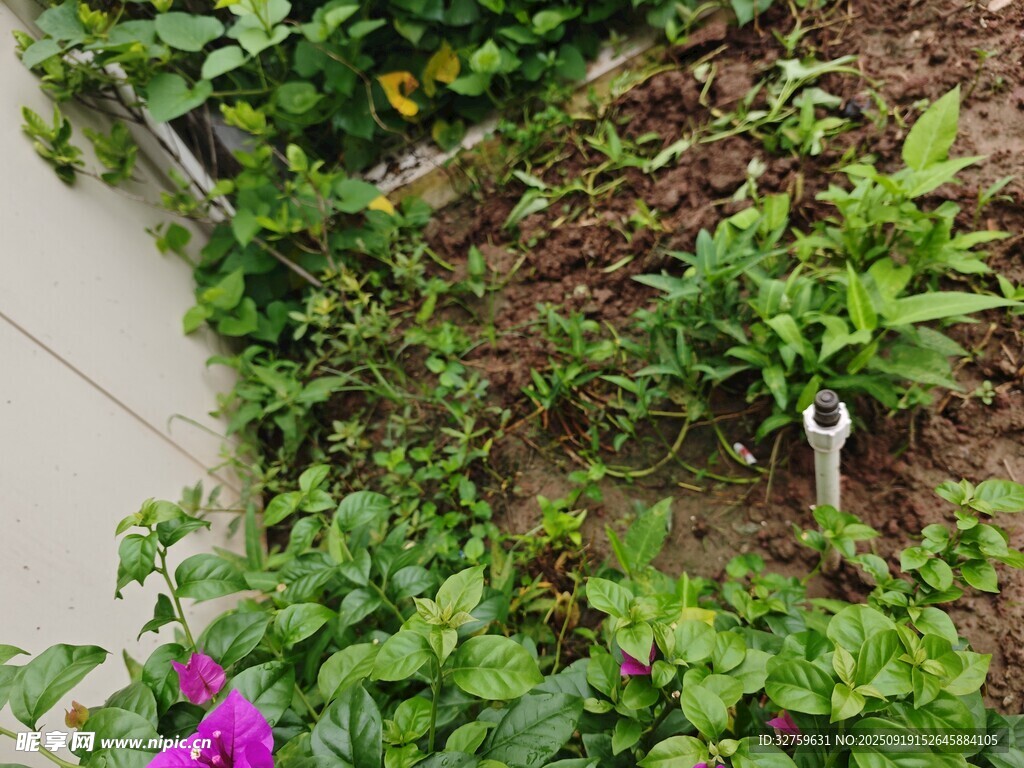 墙边绿植景观