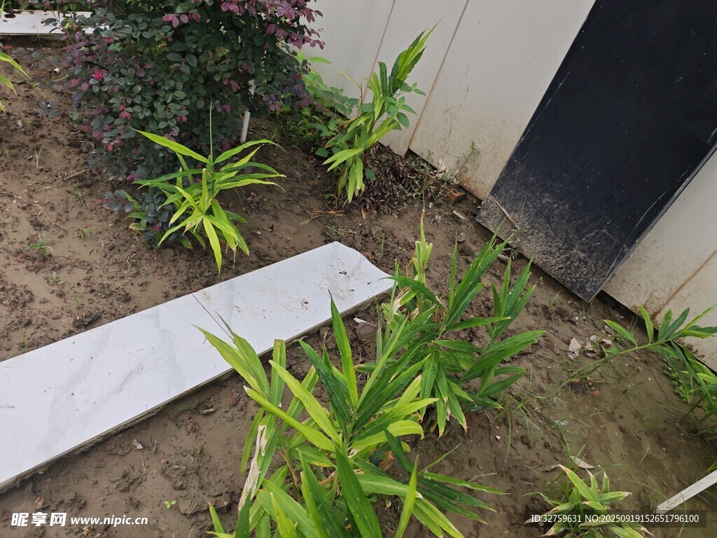 庭院绿植与石板景观