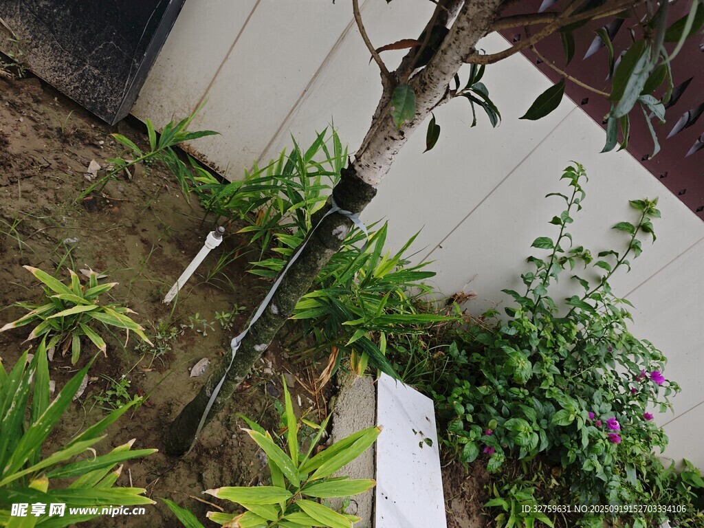 墙边绿植景观