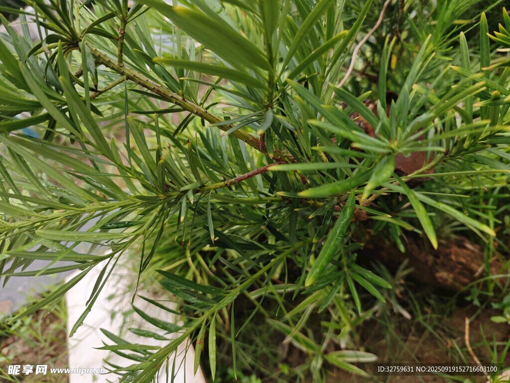 翠绿繁茂的户外植物景观