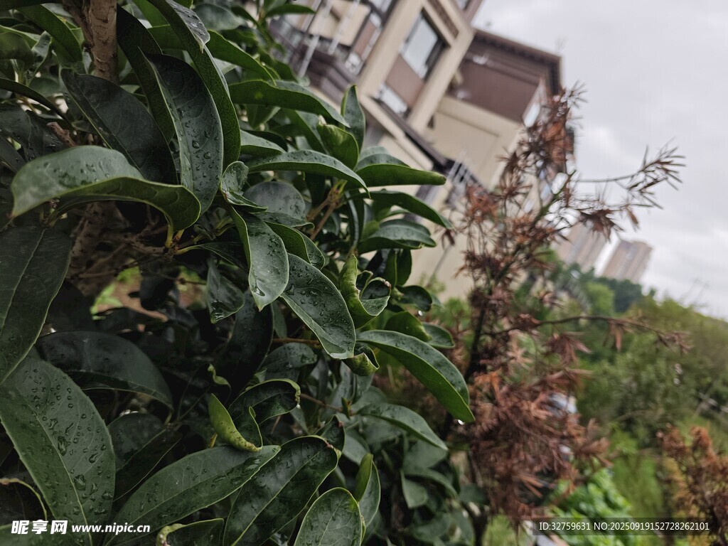 绿植环绕的居民楼一角
