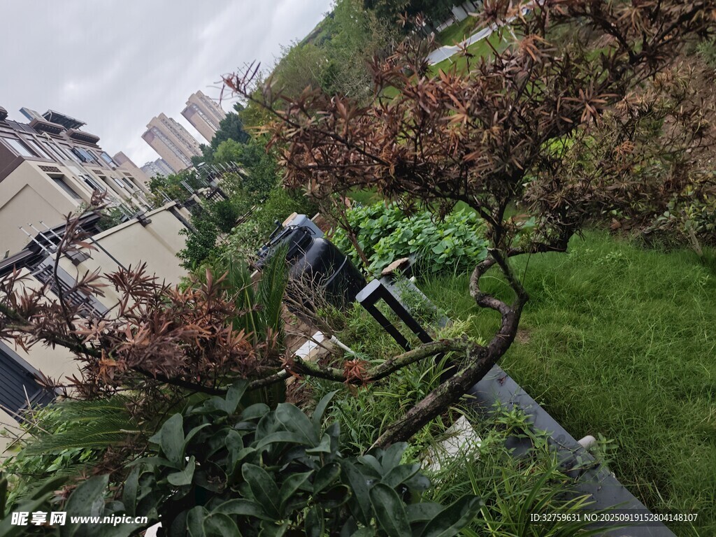 庭院绿植景观
