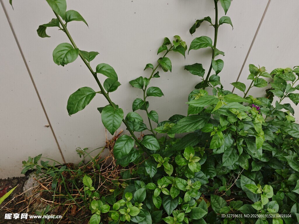 墙边绿植生机盎然