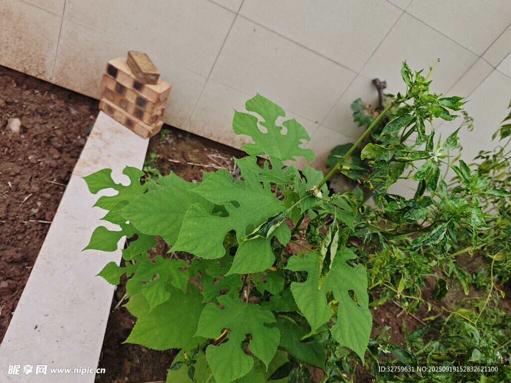 墙边生长的翠绿植物