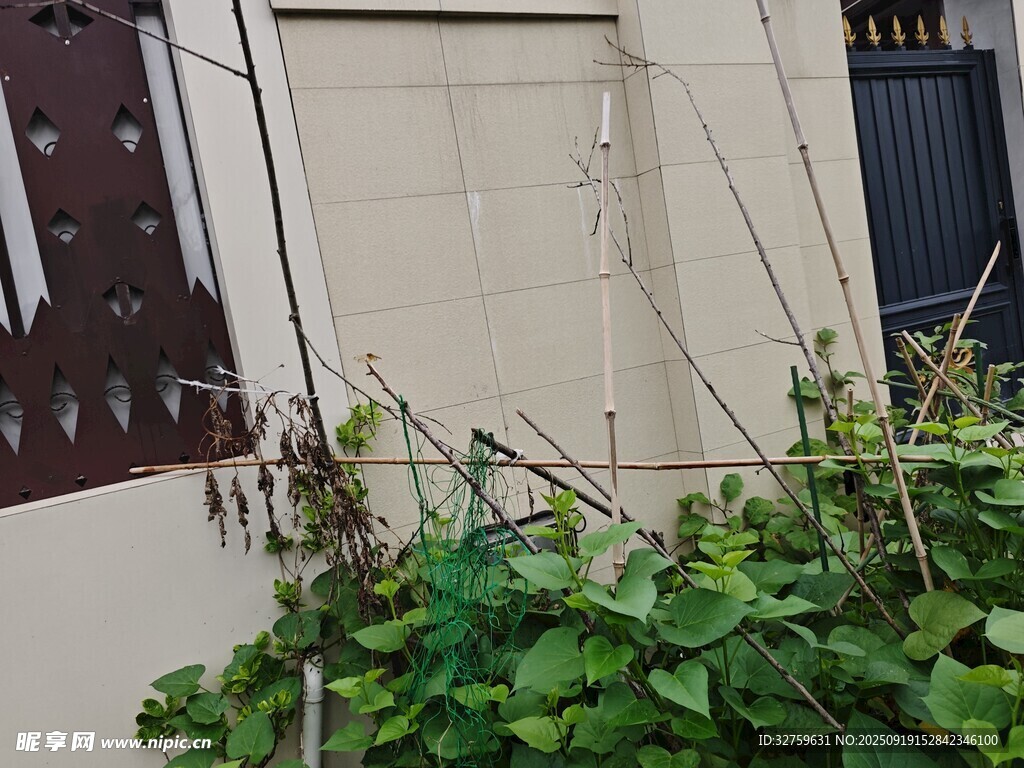 墙边绿植