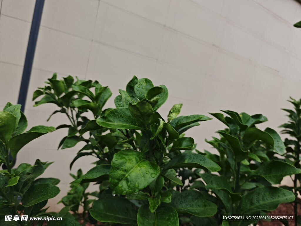 绿叶植物特写