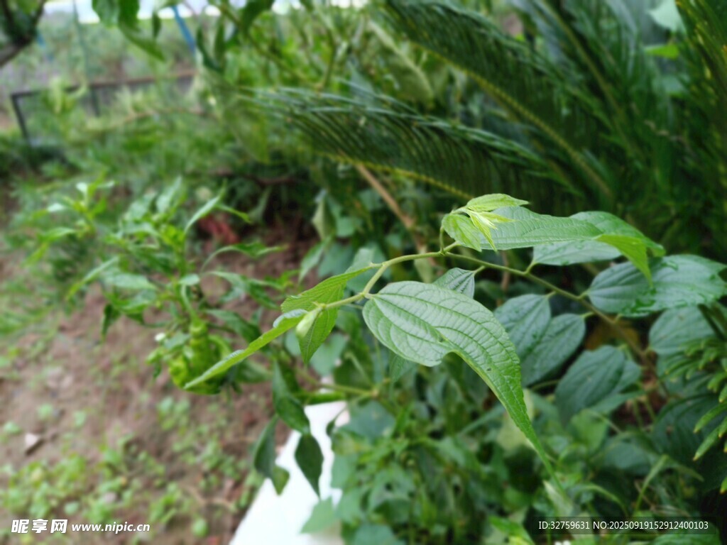 田园绿植景观