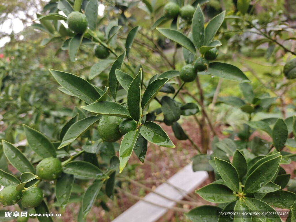 绿叶繁茂的果树景象