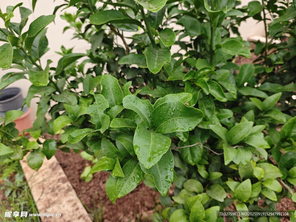 绿叶繁茂的盆栽植物