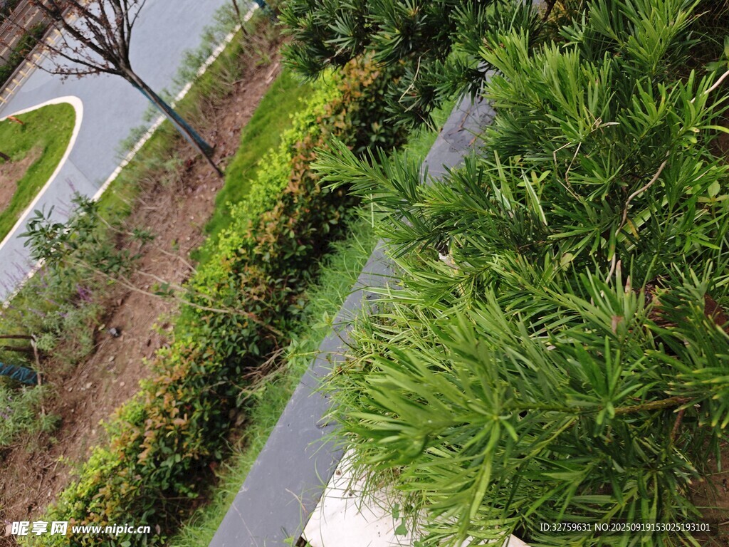 路边绿植景观