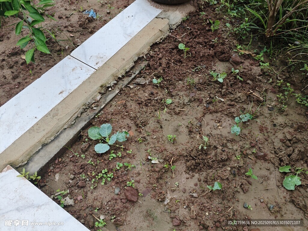 户外地面缝隙中的绿色植物