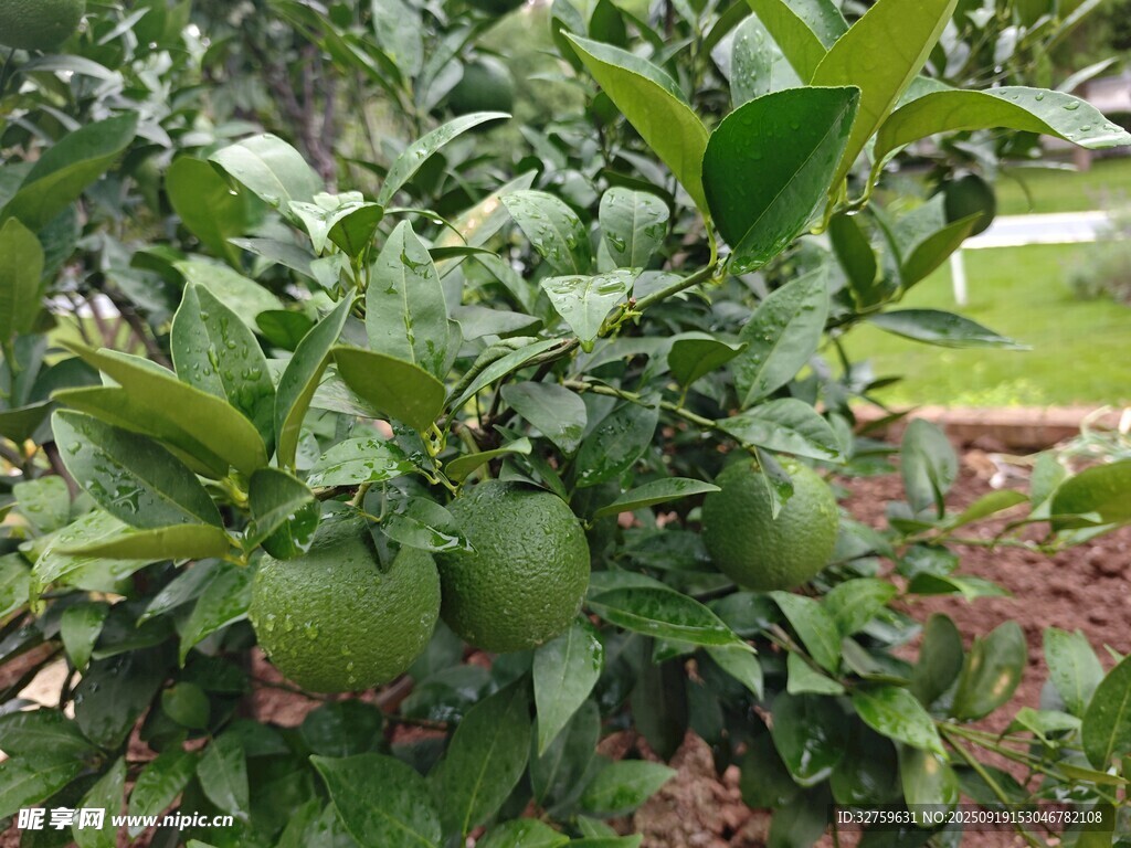 绿叶间的青柑橘