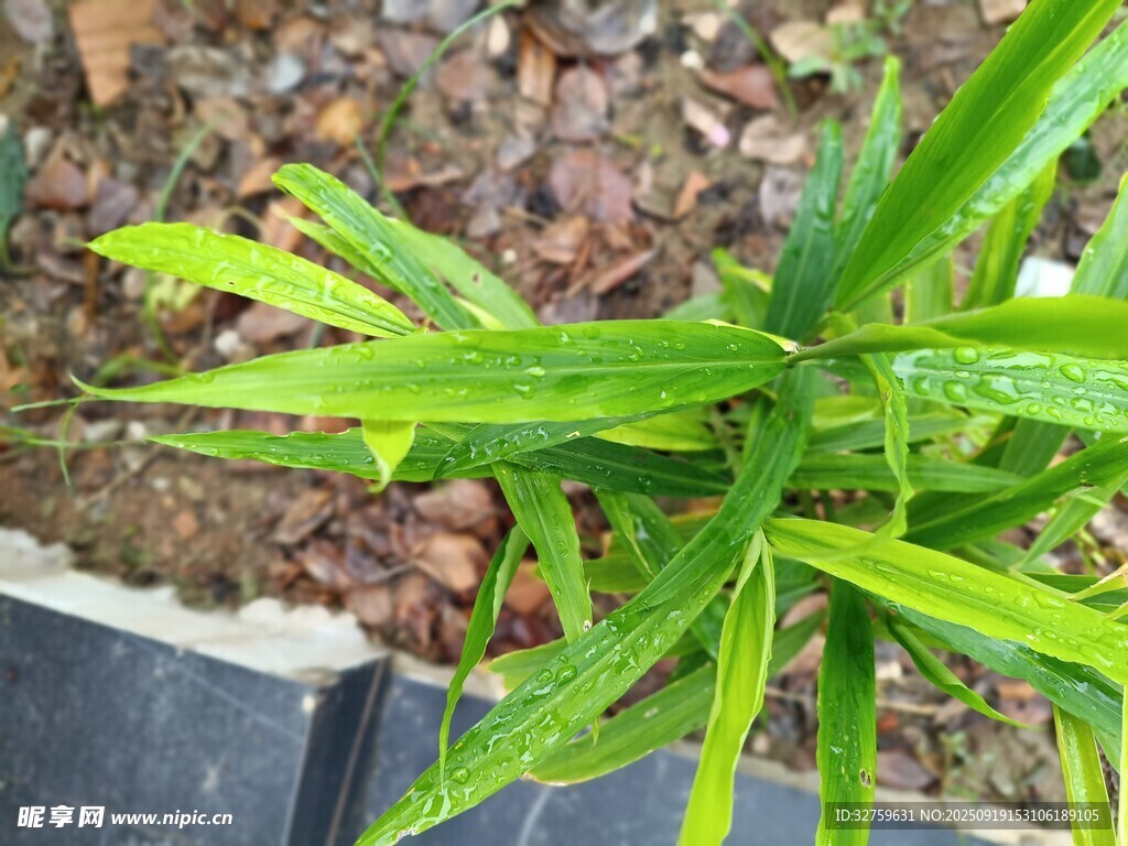 翠绿植物特写