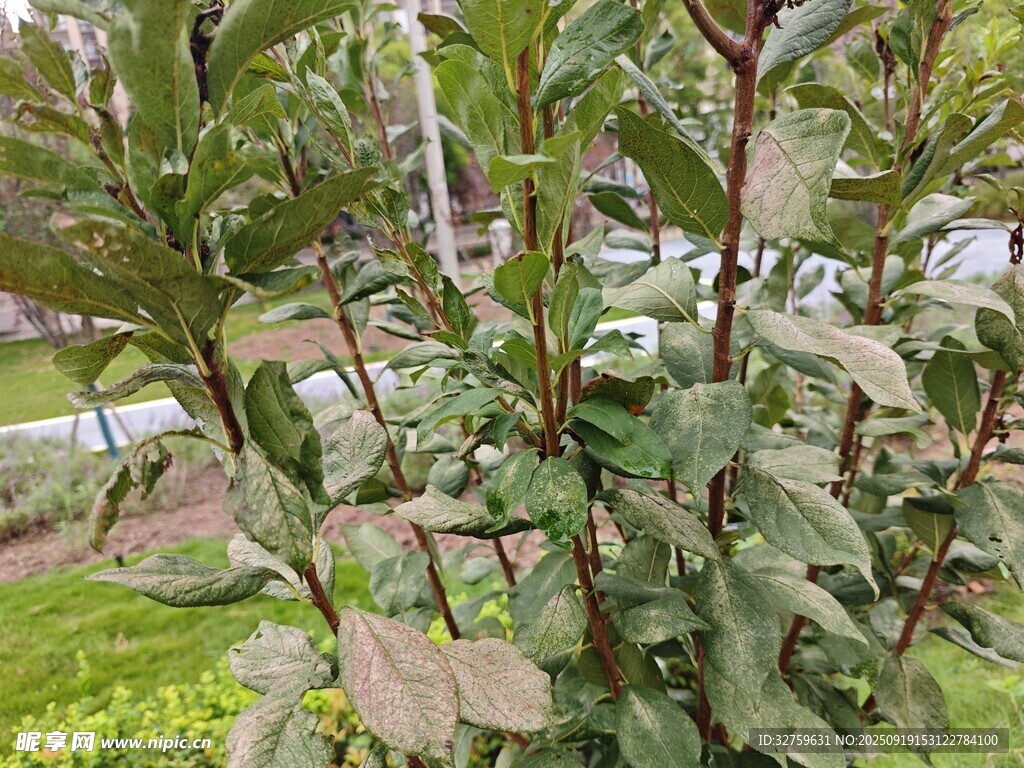 绿叶繁茂的植物
