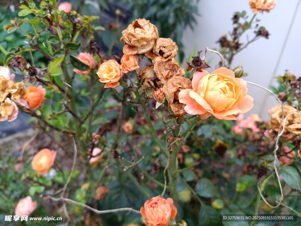 枯萎的橙色月季花