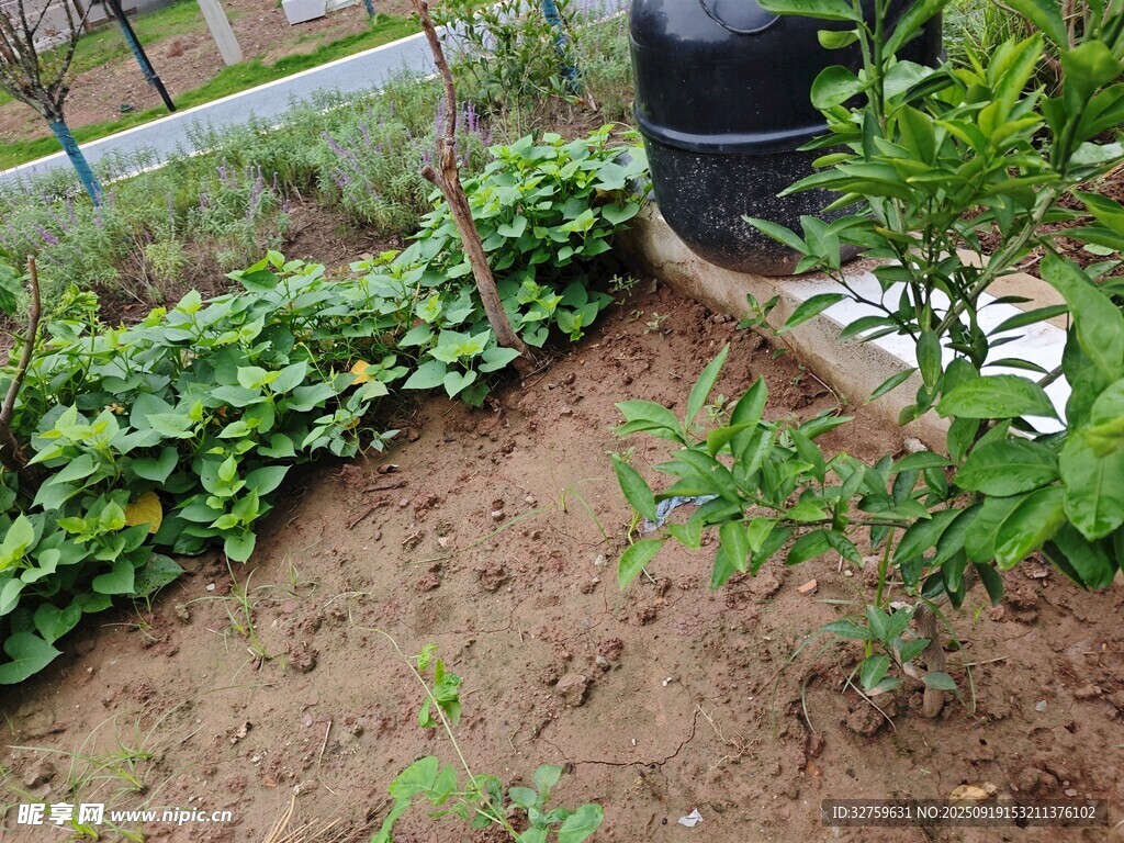 庭院中的绿植与黑色物件