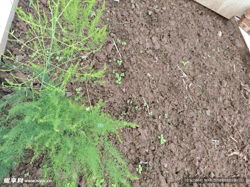 嫩绿植物生长于泥土中