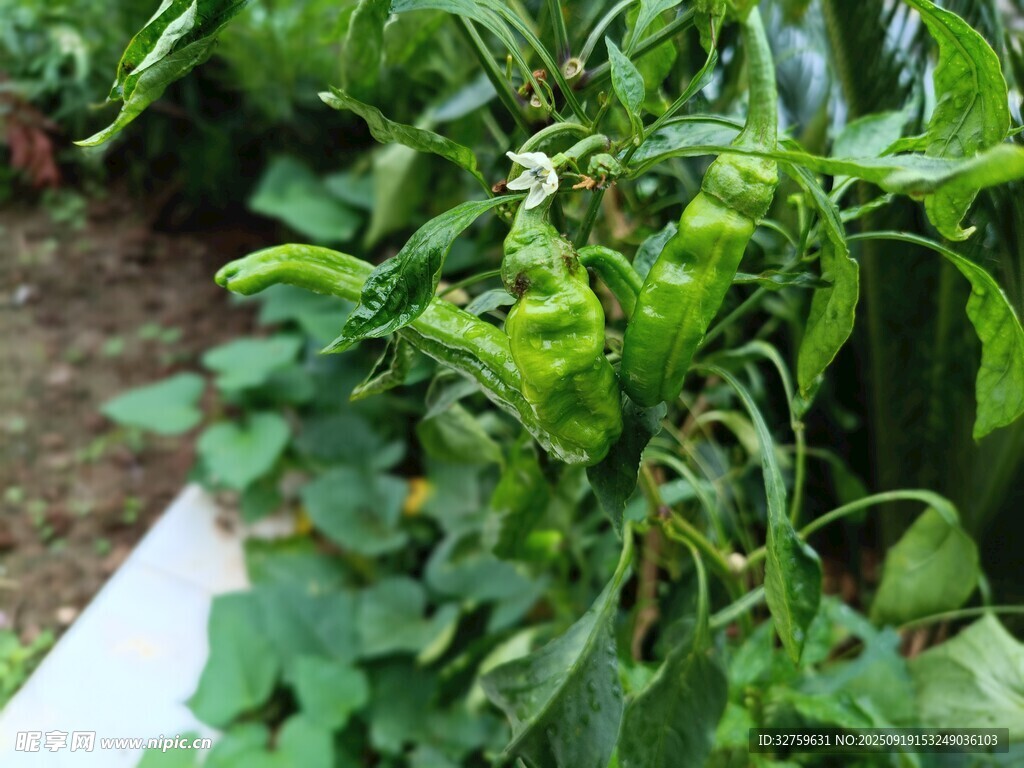 绿叶蔬菜生机盎然