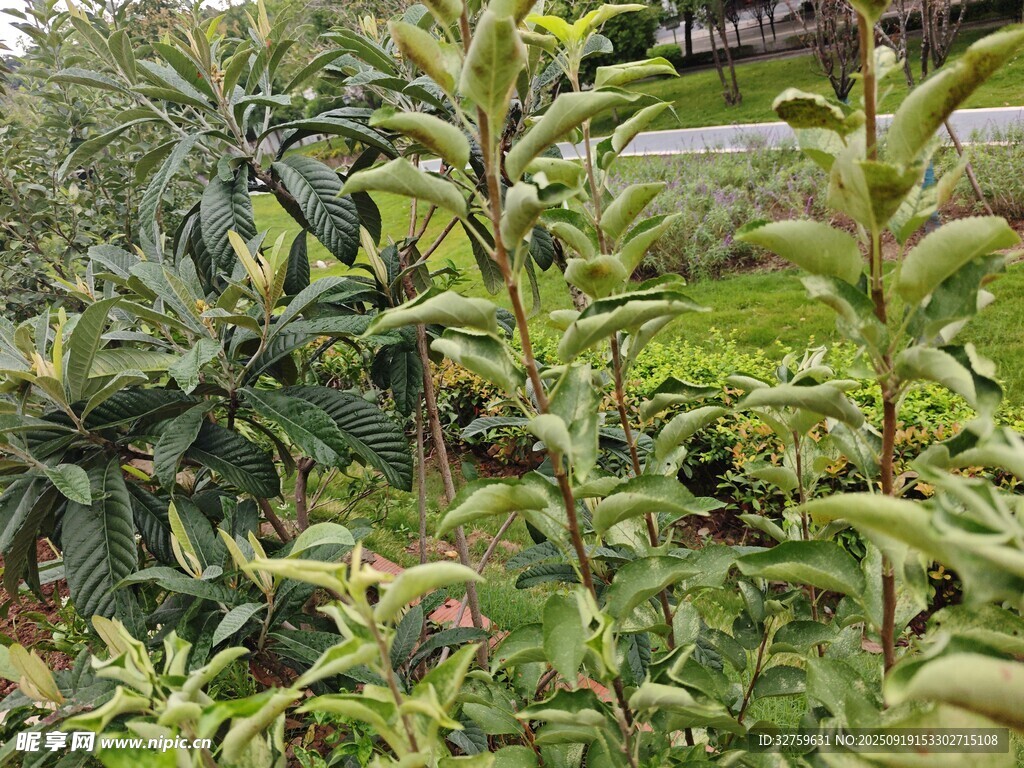 繁茂绿植 