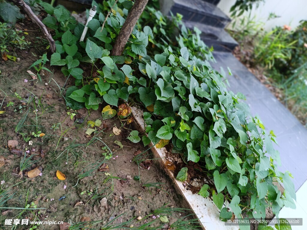路边繁茂的绿色植物