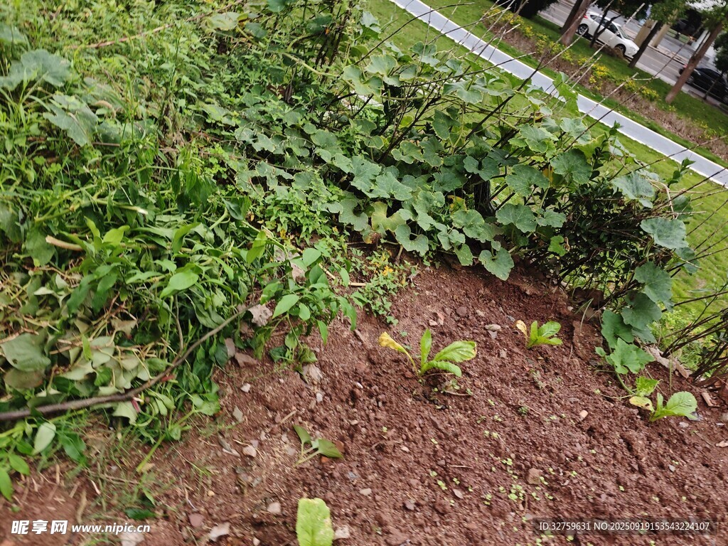 菜园中的绿植与泥土