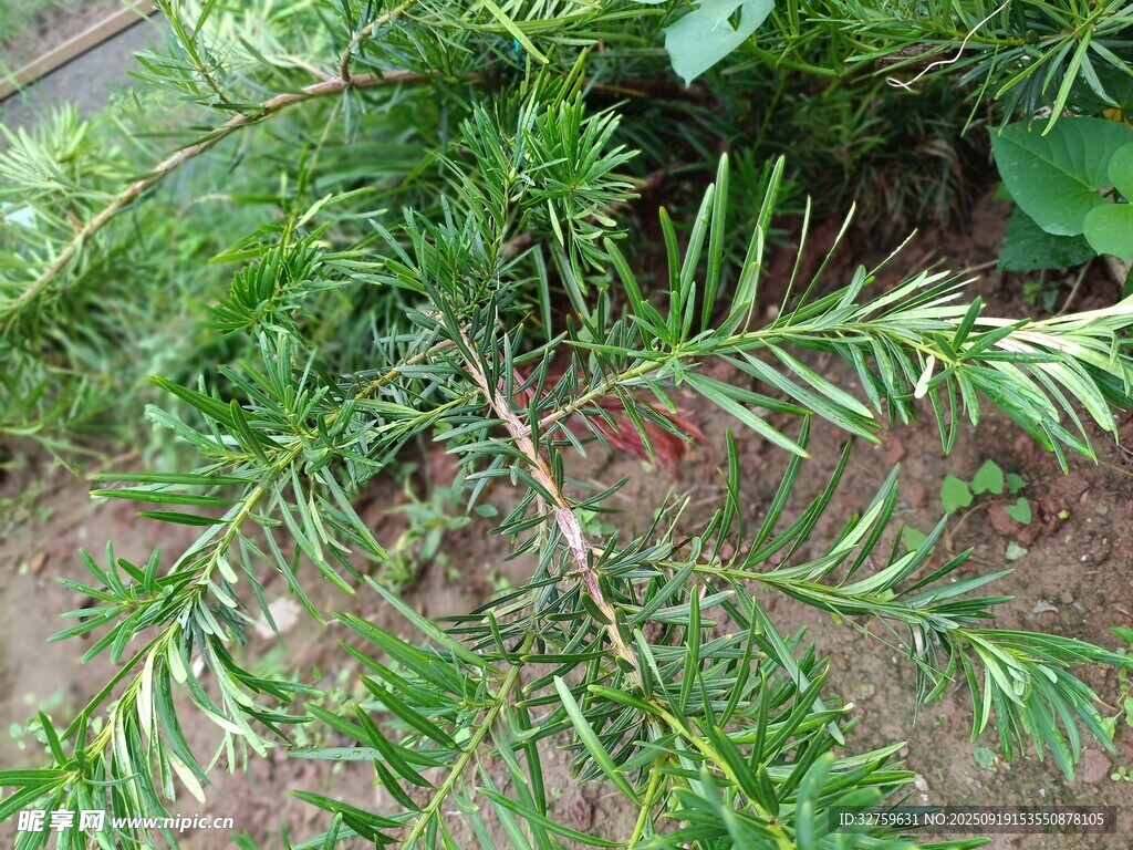 翠绿松针植物特写