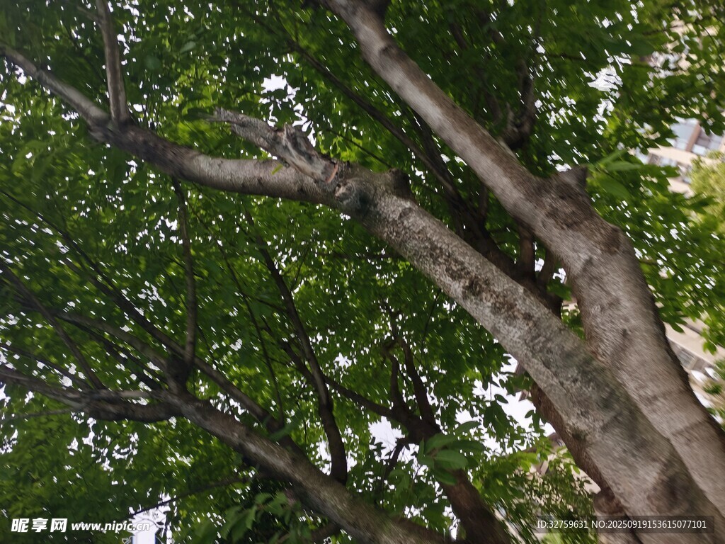 繁茂大树的枝干与绿叶