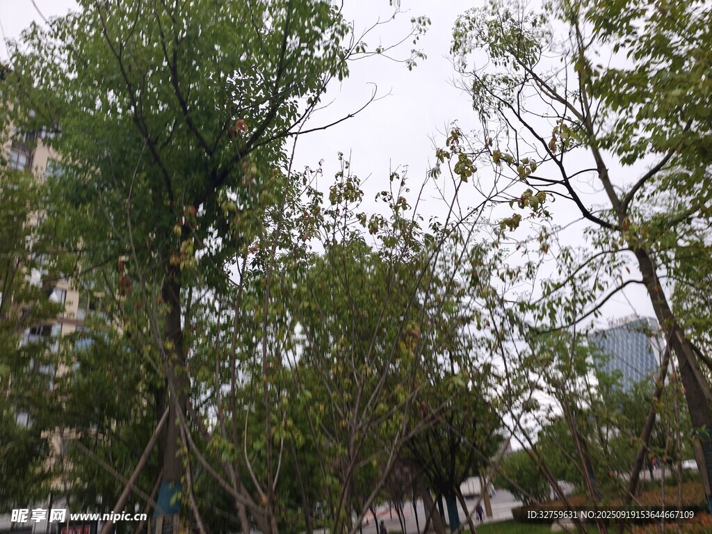 户外繁茂绿树景观