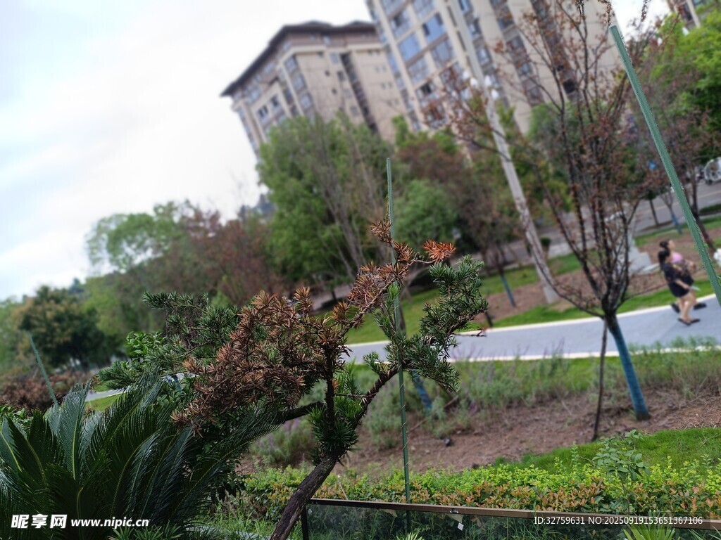 小区内的绿植与建筑景观