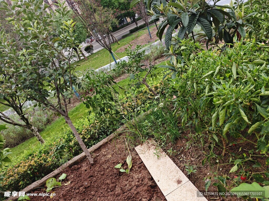 庭院绿植景观一角