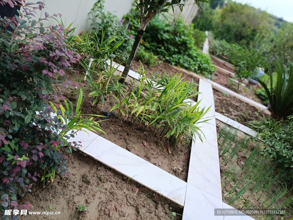庭院中的绿植小径景观