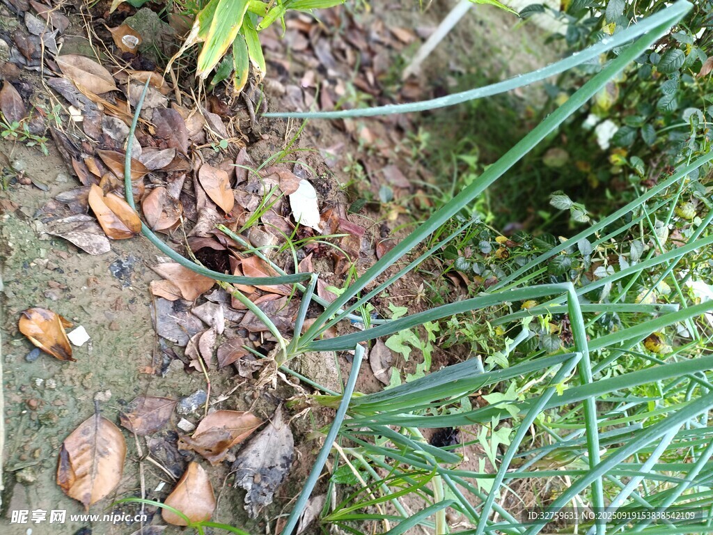 地面上的绿植与落叶