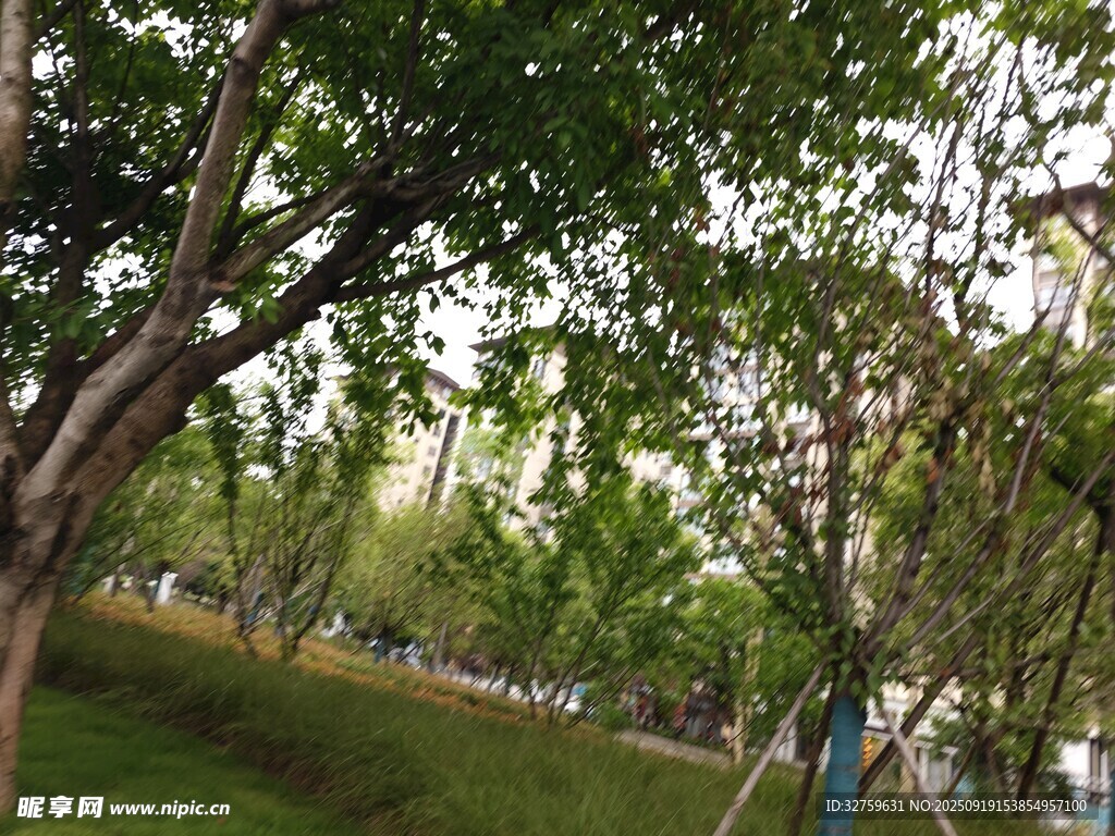 绿荫下的静谧公园景色