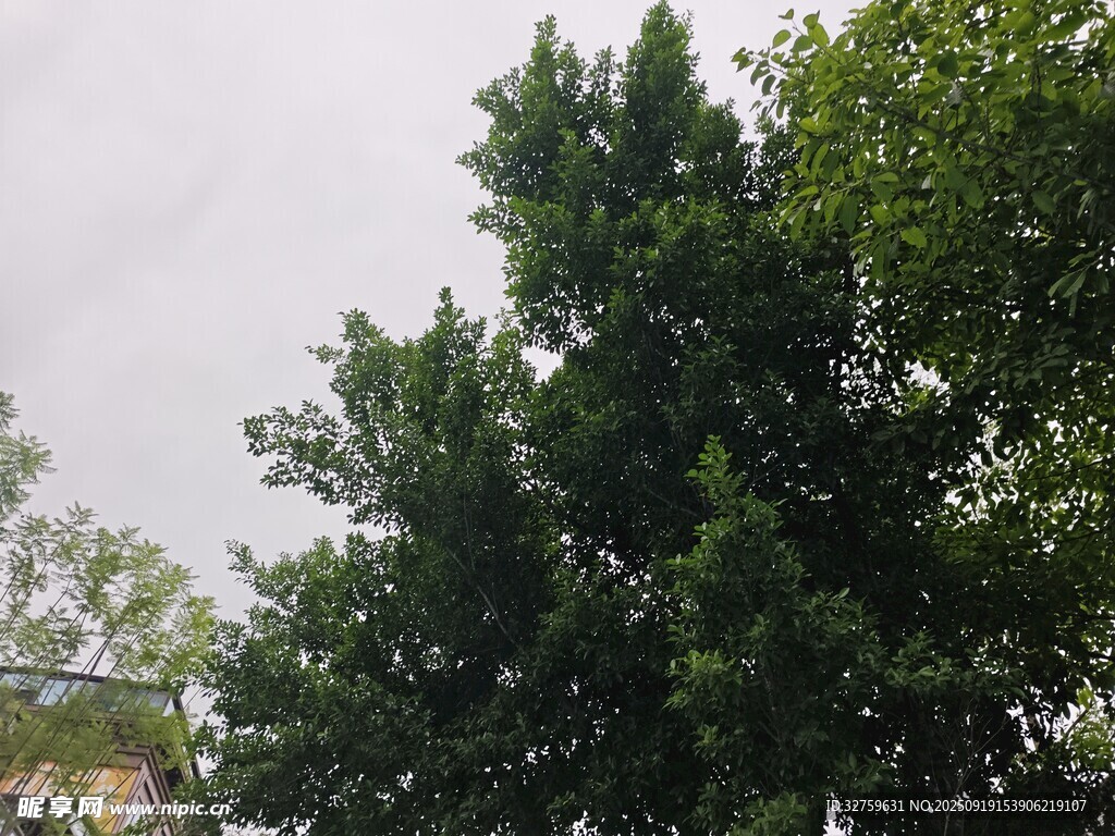 高大茂盛的绿树