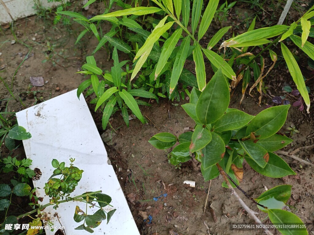 地上绿植与白色物件