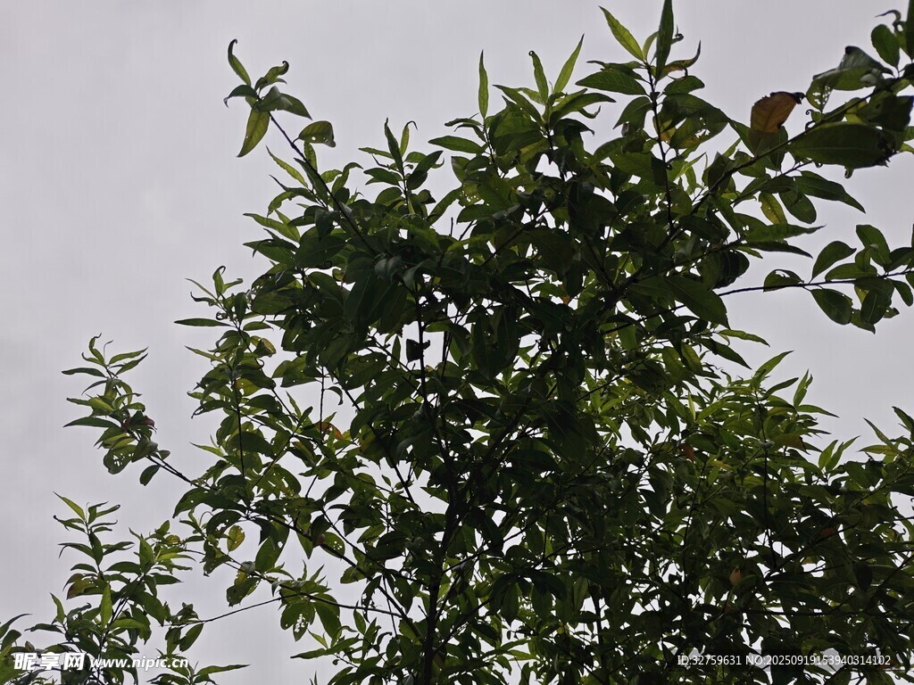 绿叶繁茂的树梢