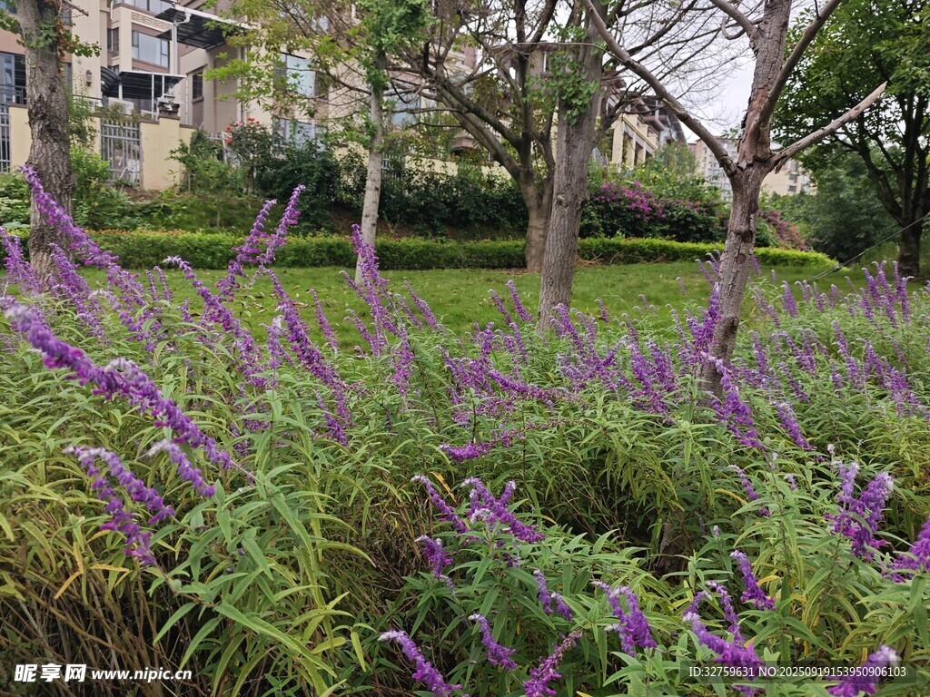 紫色花丛中的自然景致