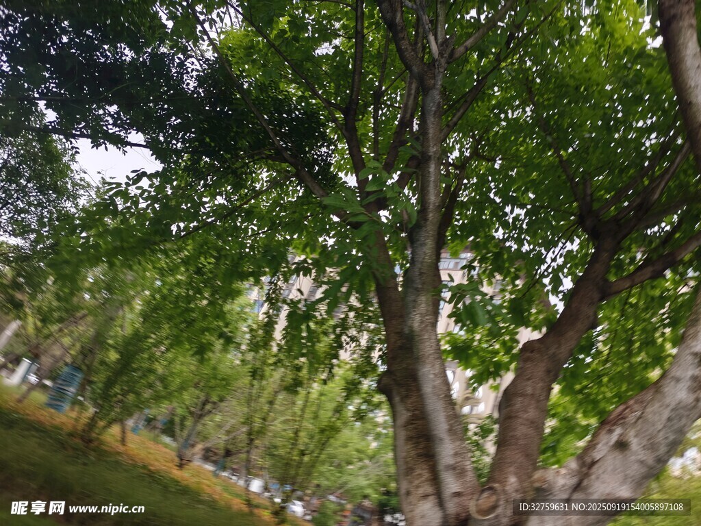 夏日葱郁树木景观