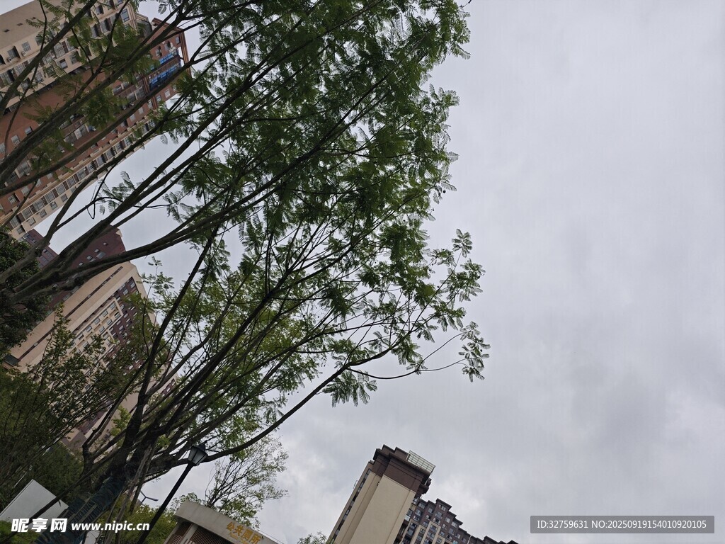 城市中林立树木与建筑