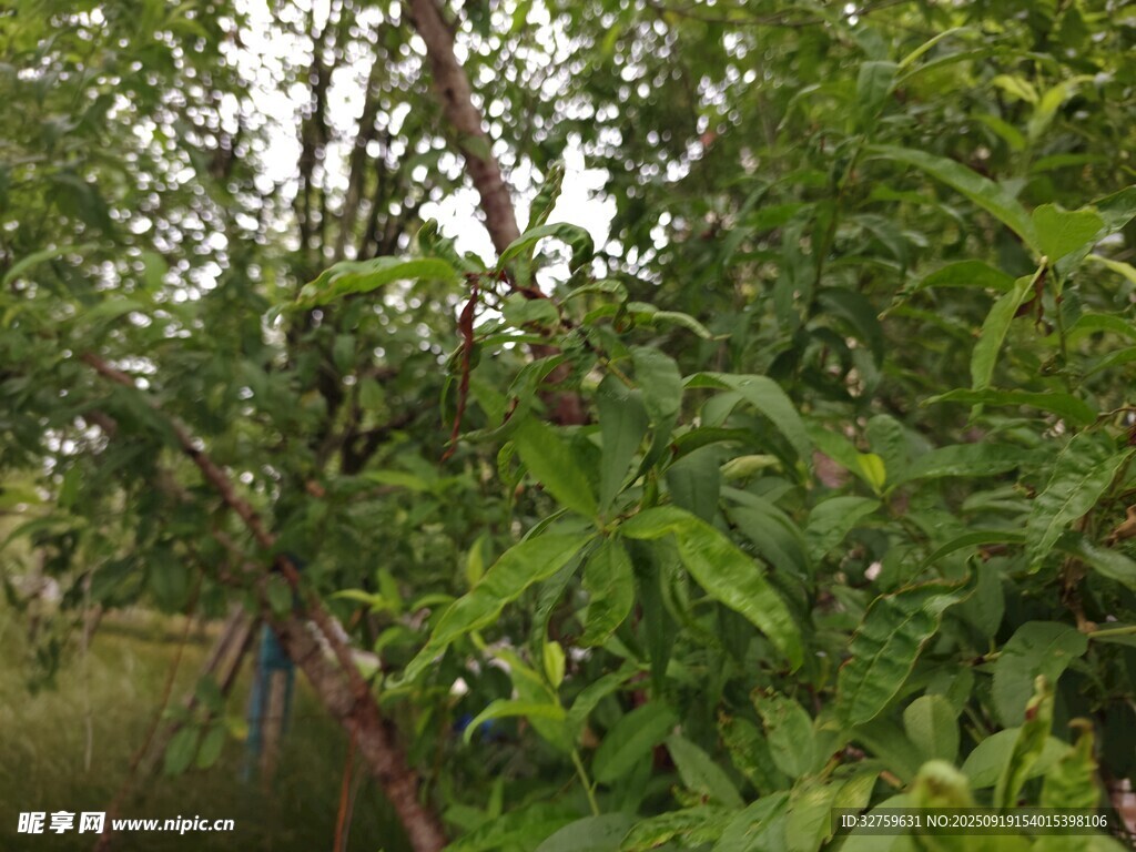繁茂桃林 