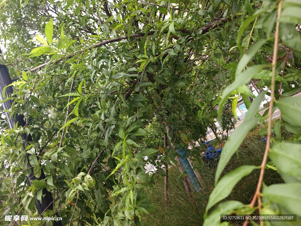 繁茂绿植 