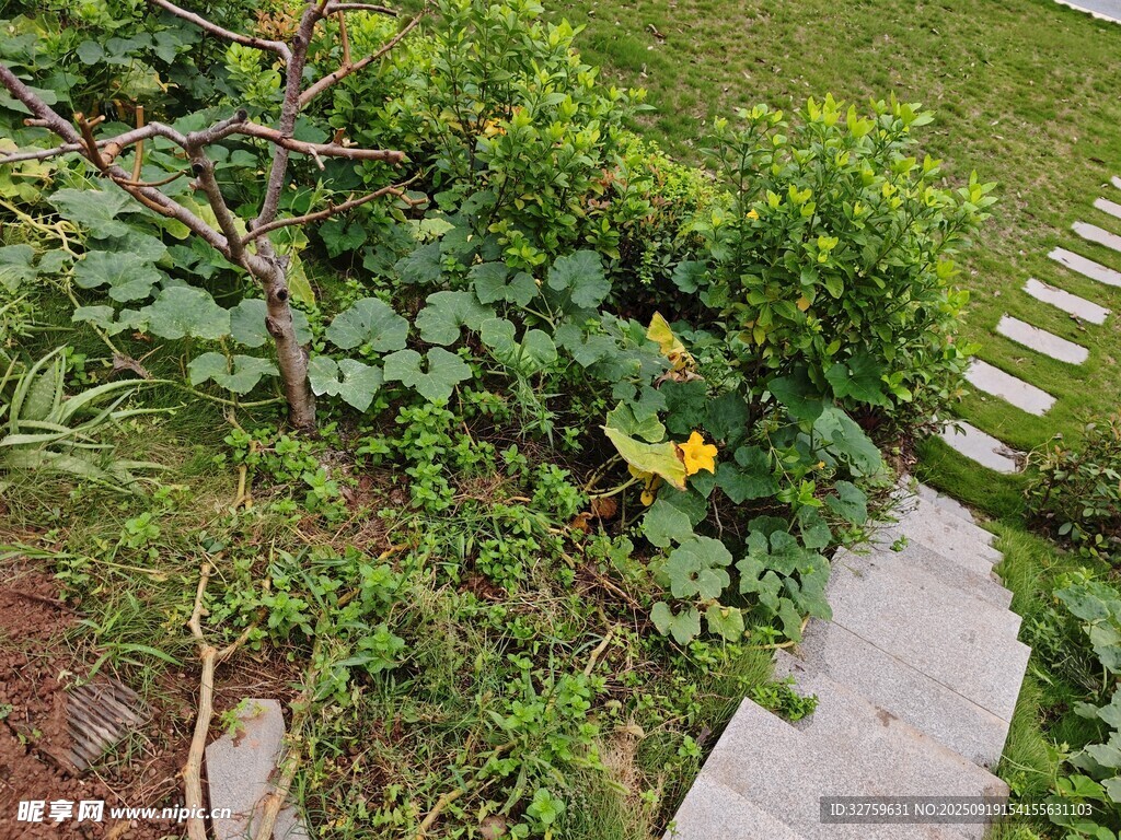 小径旁的绿植与明艳小花
