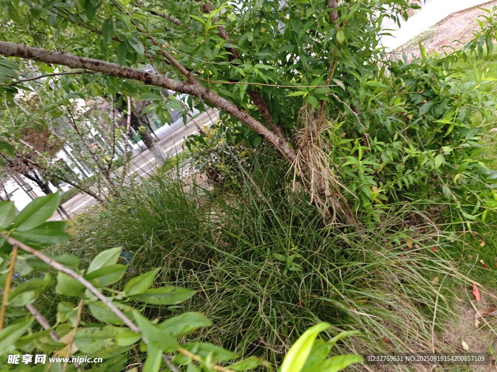 野外繁茂绿植景象